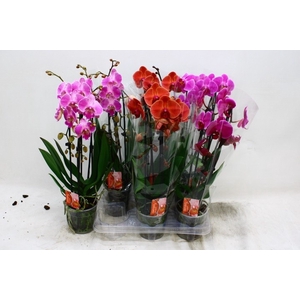 PHAL EL CASCADE