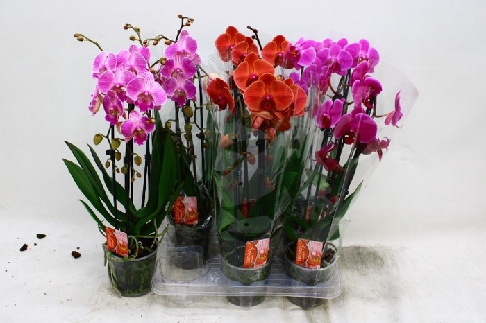 <h4>PHAL EL CASCADE</h4>