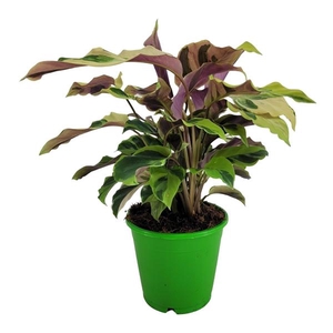 Calathea 'Fusion Yellow'