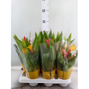 Bromelia   ...mix