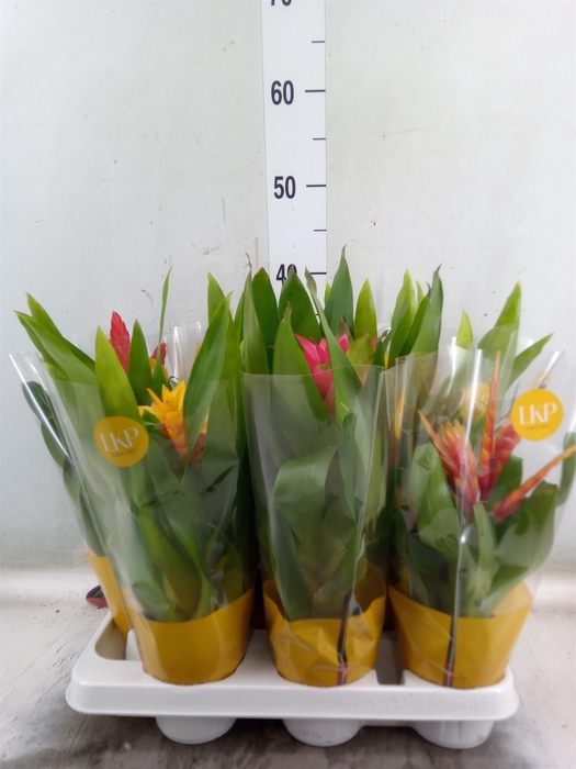 <h4>Bromelia   ...mix</h4>