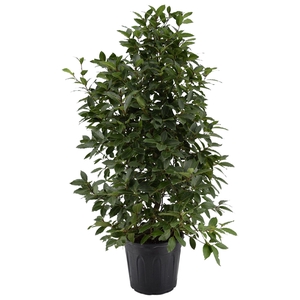 Laurus nobilis Struik