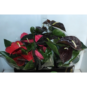 ANTHURIUM VARIADO P17 PREMIUM