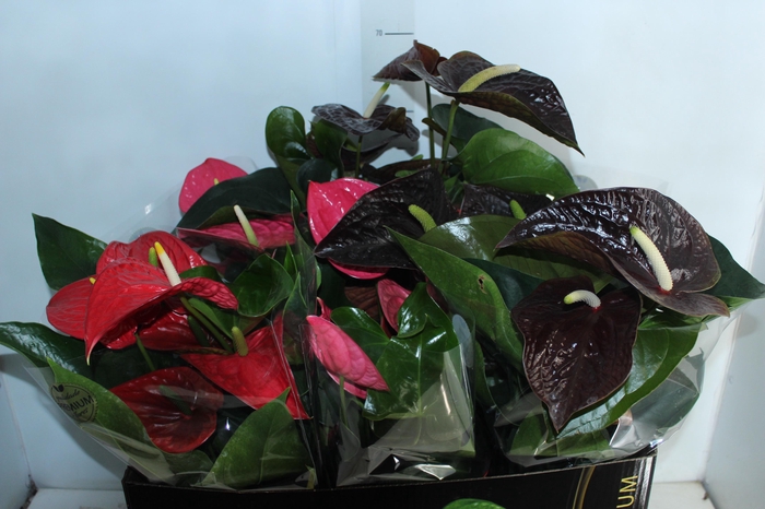 ANTHURIUM VARIADO P17 PREMIUM