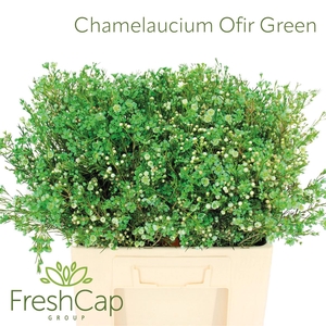 Chamelaucium Ofir Green