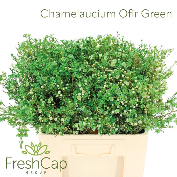 <h4>Chamelaucium Ofir Green</h4>