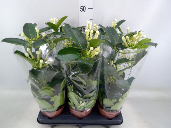 <h4>Stephanotis floribunda   ...</h4>