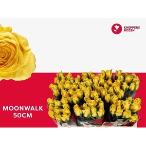 R GR MOONWALK 50 (YOUNG)