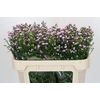 Aster Baby Pink Pearl