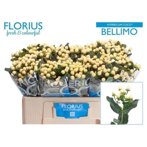 HYPER COCO BELLIMO HYP COCO BELLIMO