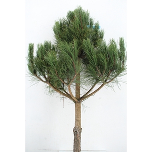 PINUS TREE 120 CM
