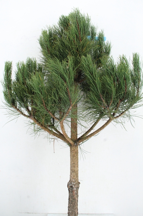 <h4>PINUS TREE 120 CM</h4>