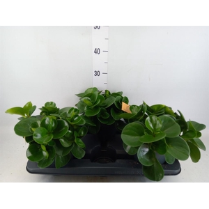 Peperomia obt. 'Green Gold'