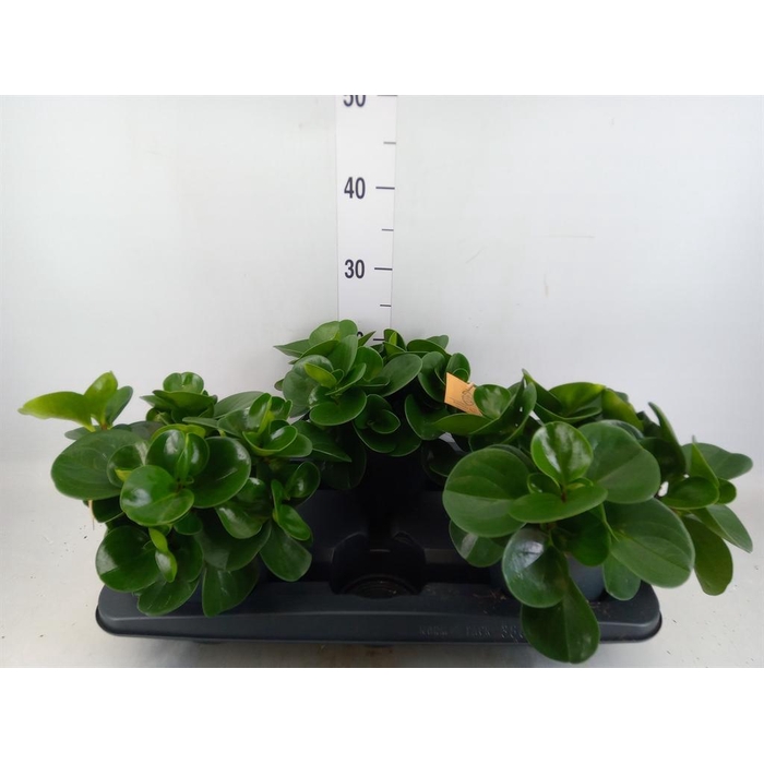 <h4>Peperomia obt. 'Green Gold'</h4>