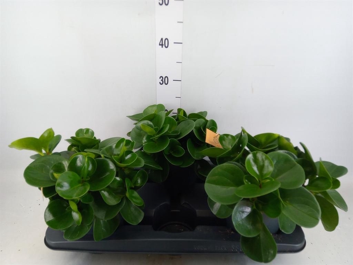 Peperomia obt. 'Green Gold'