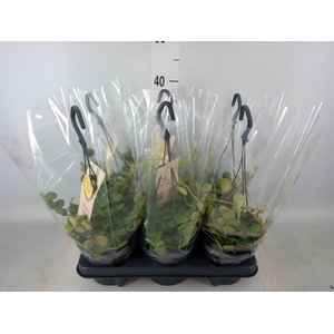 Peperomia tetraphylla 'Hope'