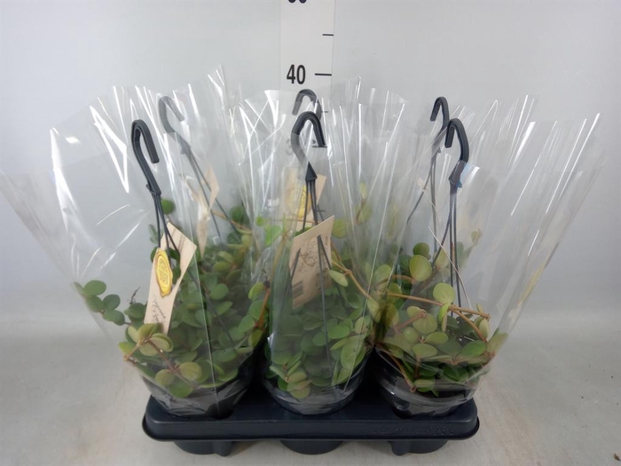 <h4>Peperomia tetraphylla 'Hope'</h4>