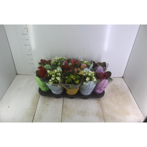 KALANCHOE P11