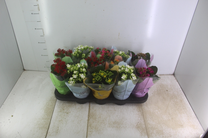 <h4>KALANCHOE P11</h4>