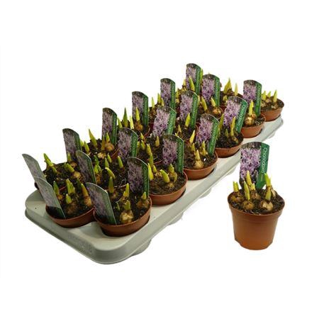 <h4>Chionodoxa Rosea</h4>