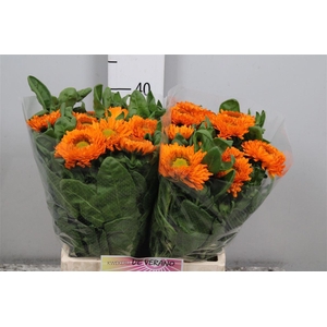 Calend Green Spot Or