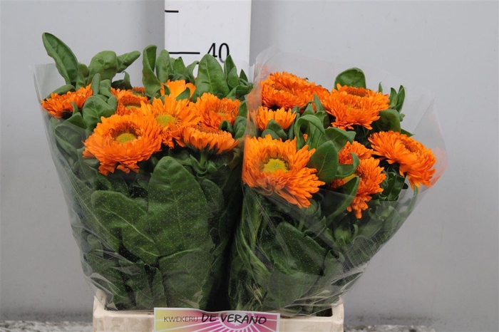 <h4>Calend Green Spot Or</h4>