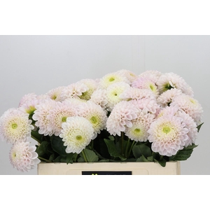 Dahlia Pink Pearl