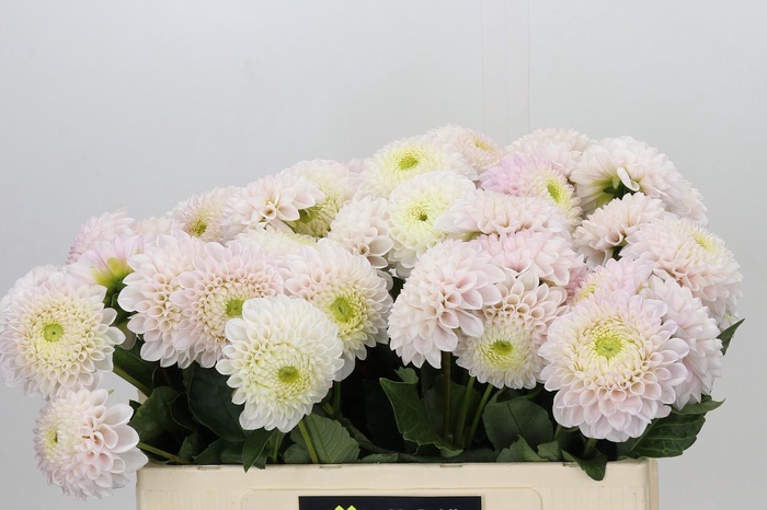 <h4>Dahlia Pink Pearl</h4>