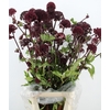ANGELICA GIGAS 100CM