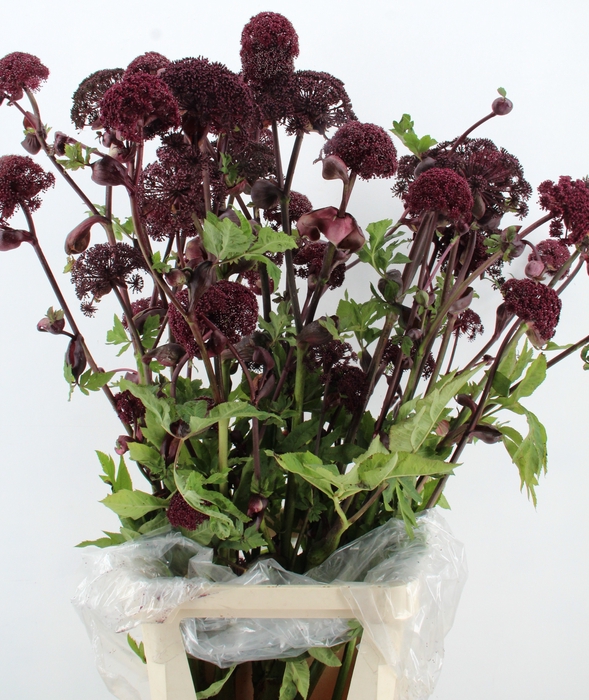 ANGELICA GIGAS 100CM