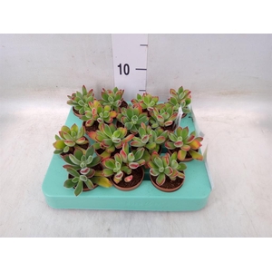 Echeveria pulvinata 'Frosty'