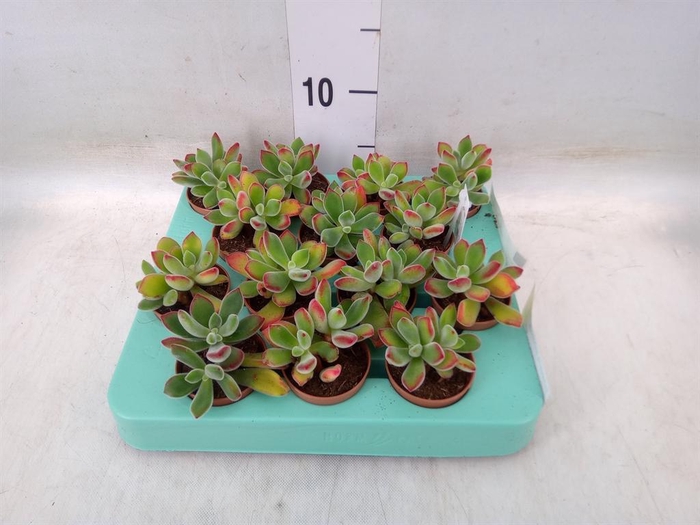 <h4>Echeveria pulvinata 'Frosty'</h4>