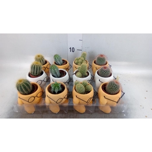 Cactus   ...mix