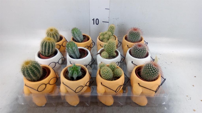 <h4>Cactus   ...mix</h4>