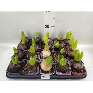 Hyacinthus orie.   ...mix 4