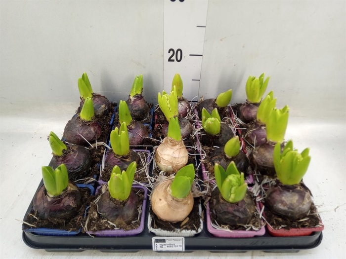 <h4>Hyacinthus orie.   ...mix 4</h4>