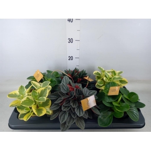Peperomia   ...mix