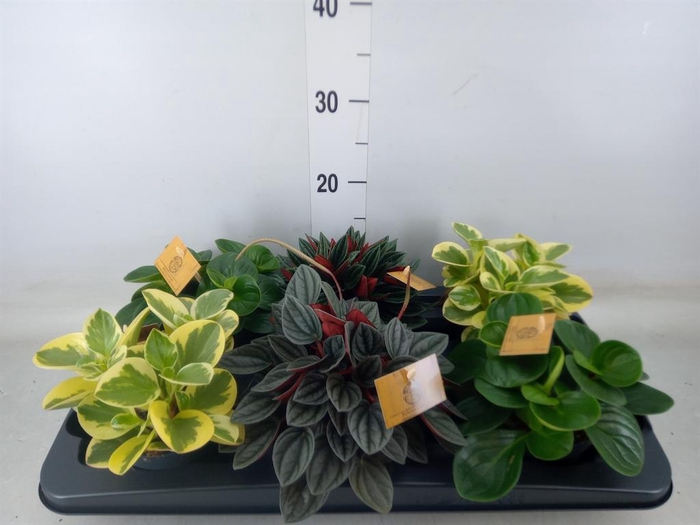 <h4>Peperomia   ...mix</h4>