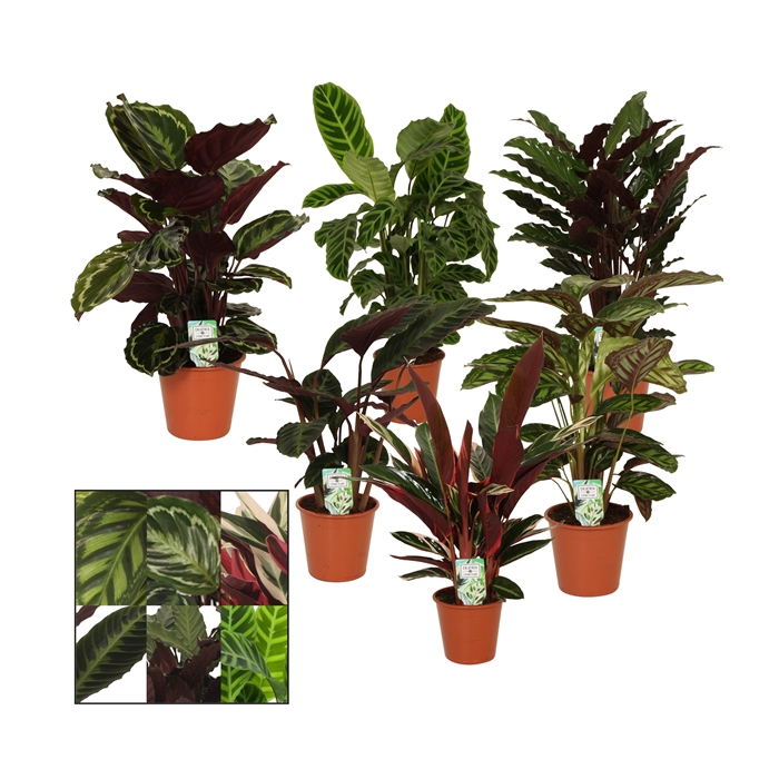 <h4>Calathea 19cm gemengd</h4>