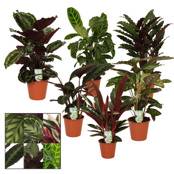 <h4>Calathea 19cm gemengd</h4>