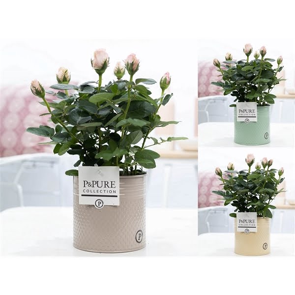 <h4>Rosa light pink in P&PURE zinc pot Louise 4 ass.</h4>