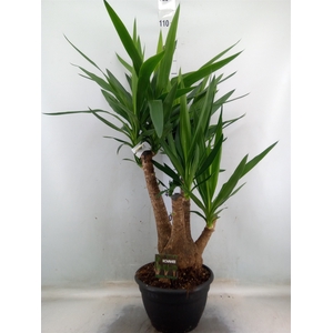 Yucca elephantipes   ...