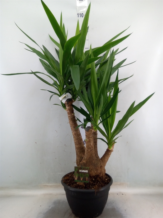 <h4>Yucca elephantipes   ...</h4>