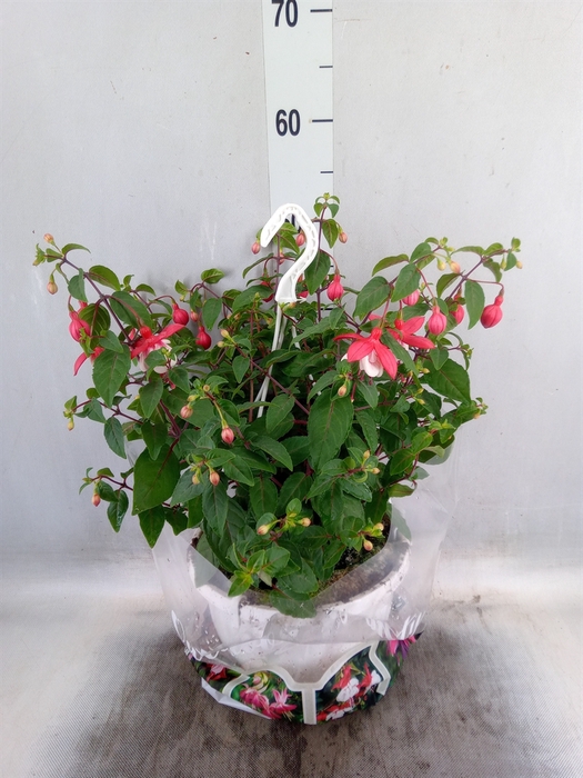 <h4>Fuchsia   ...</h4>