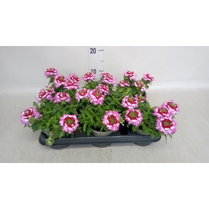 Verbena   ...
