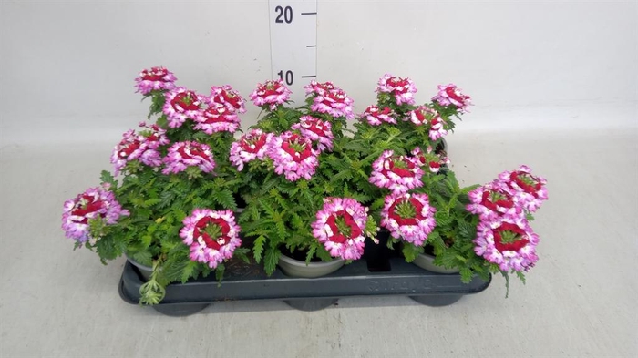 <h4>Verbena   ...</h4>