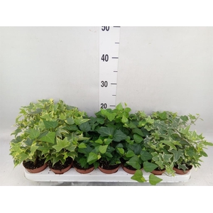 Hedera   ...mix