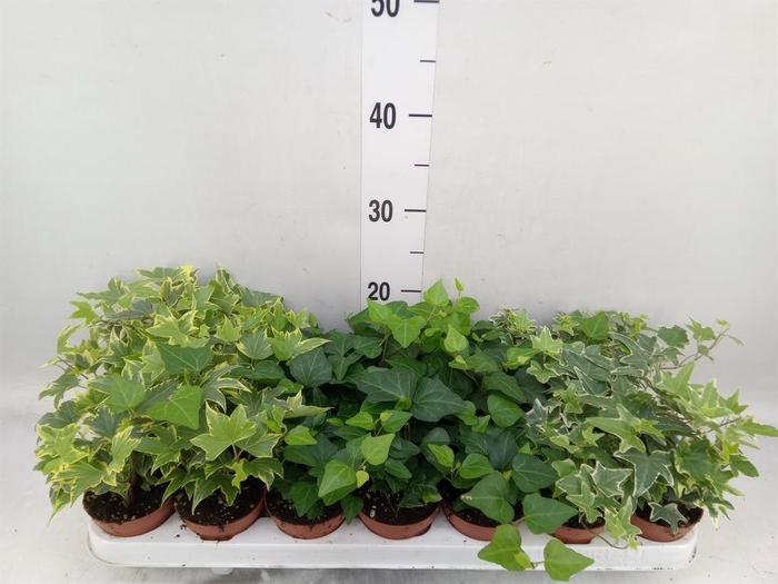 <h4>Hedera   ...mix</h4>