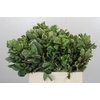 Pittosporum Ilan