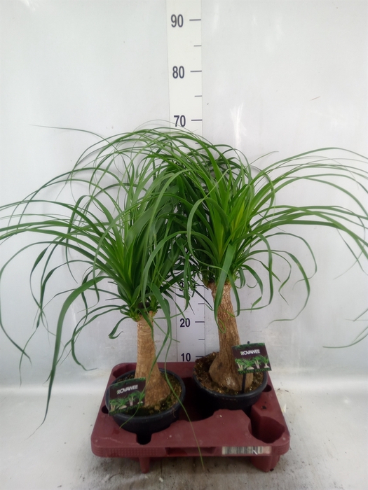 <h4>Beaucarnea recurvata</h4>